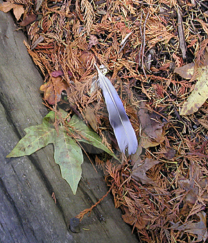 leaf&feather