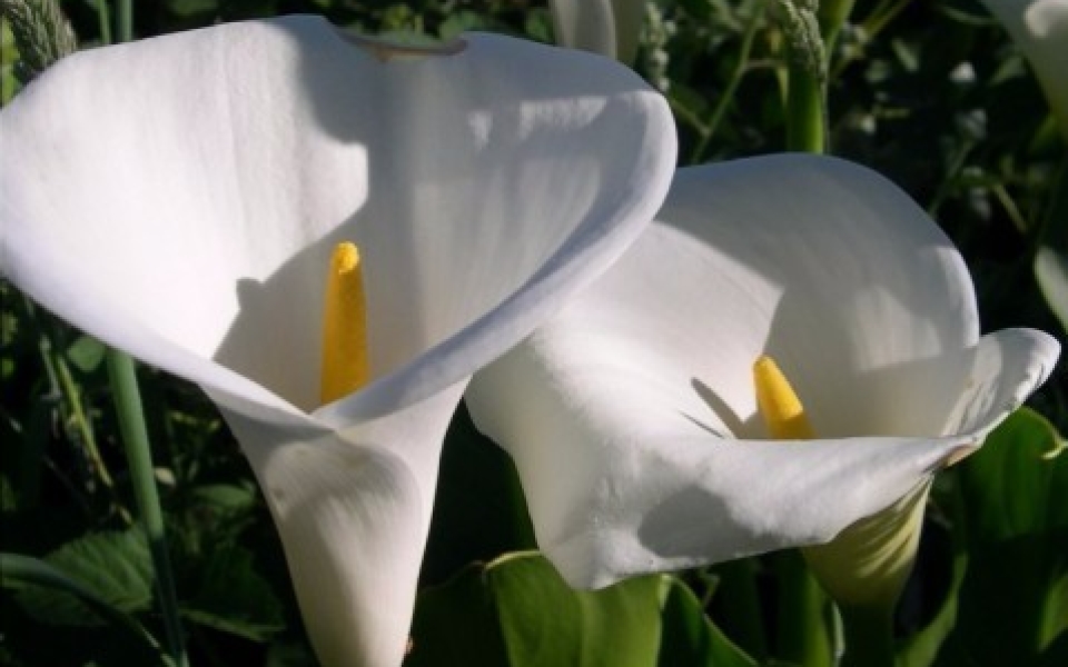 Call Lilies