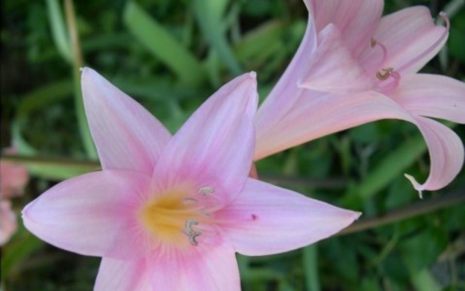 Pink Lilies