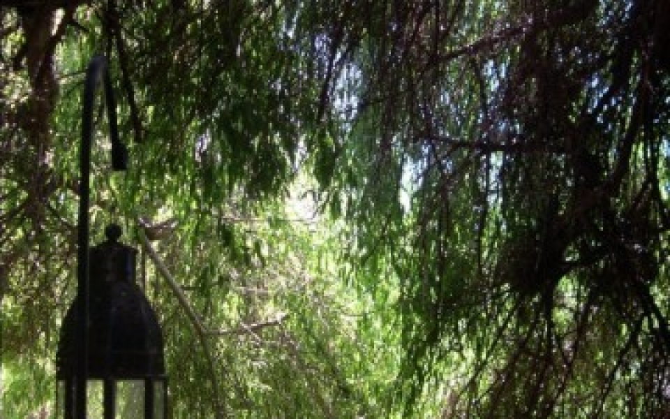 Willow Tree